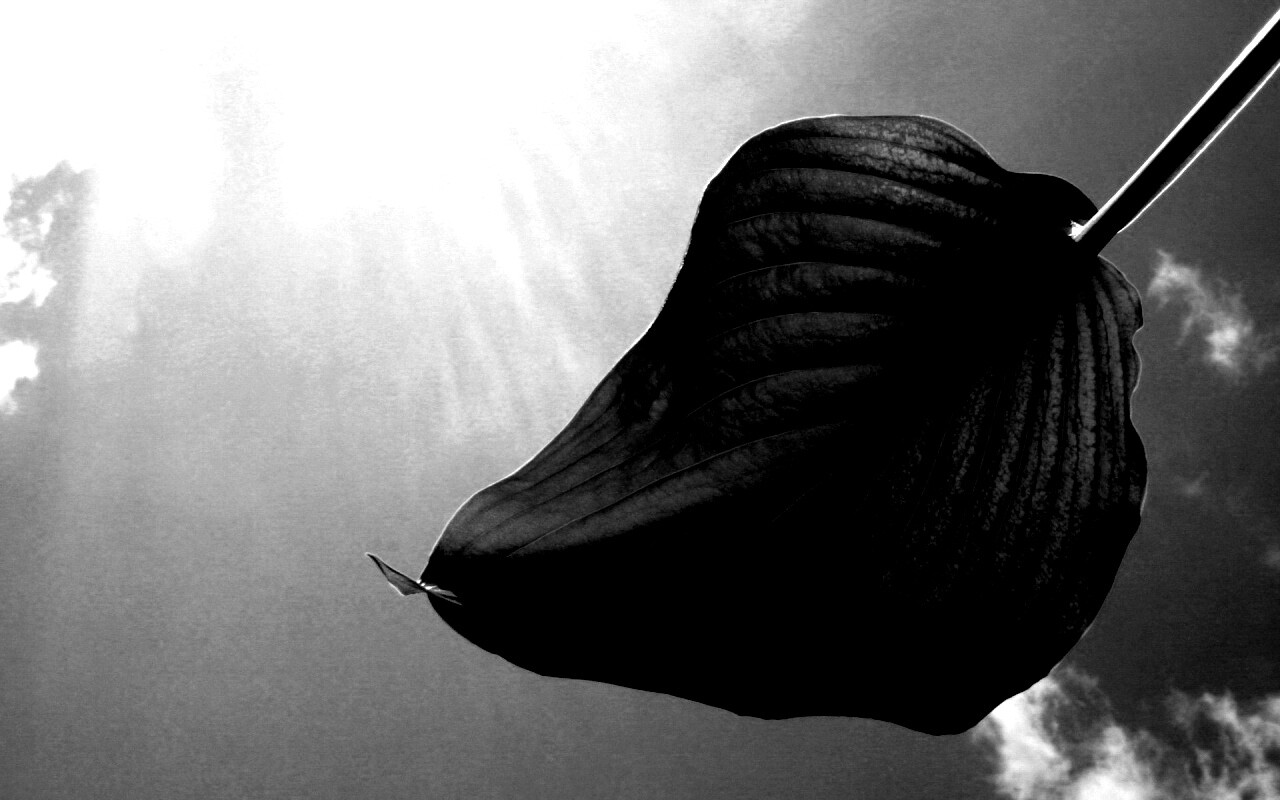 Листик тянется к солнцу обои