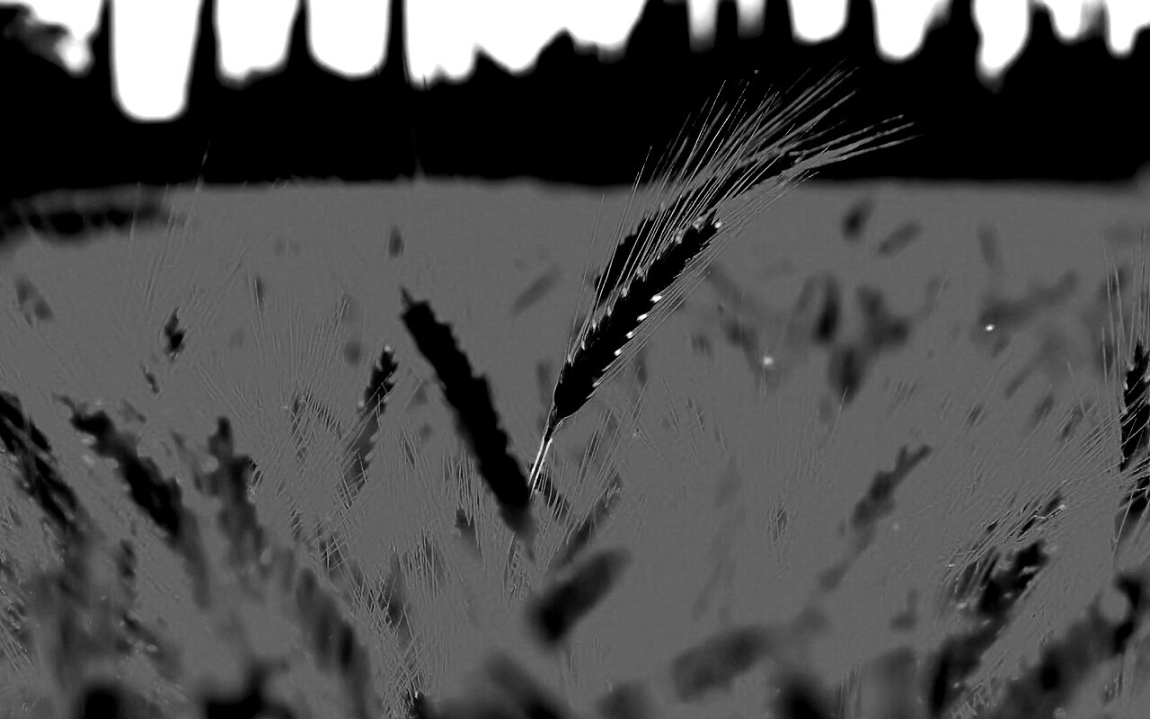 Пшеничное поле обои