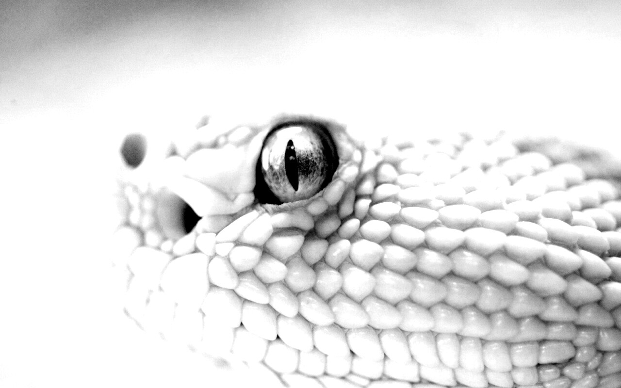 Змея альбинос обои