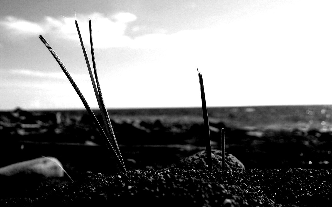 Солома на океанском берегу обои