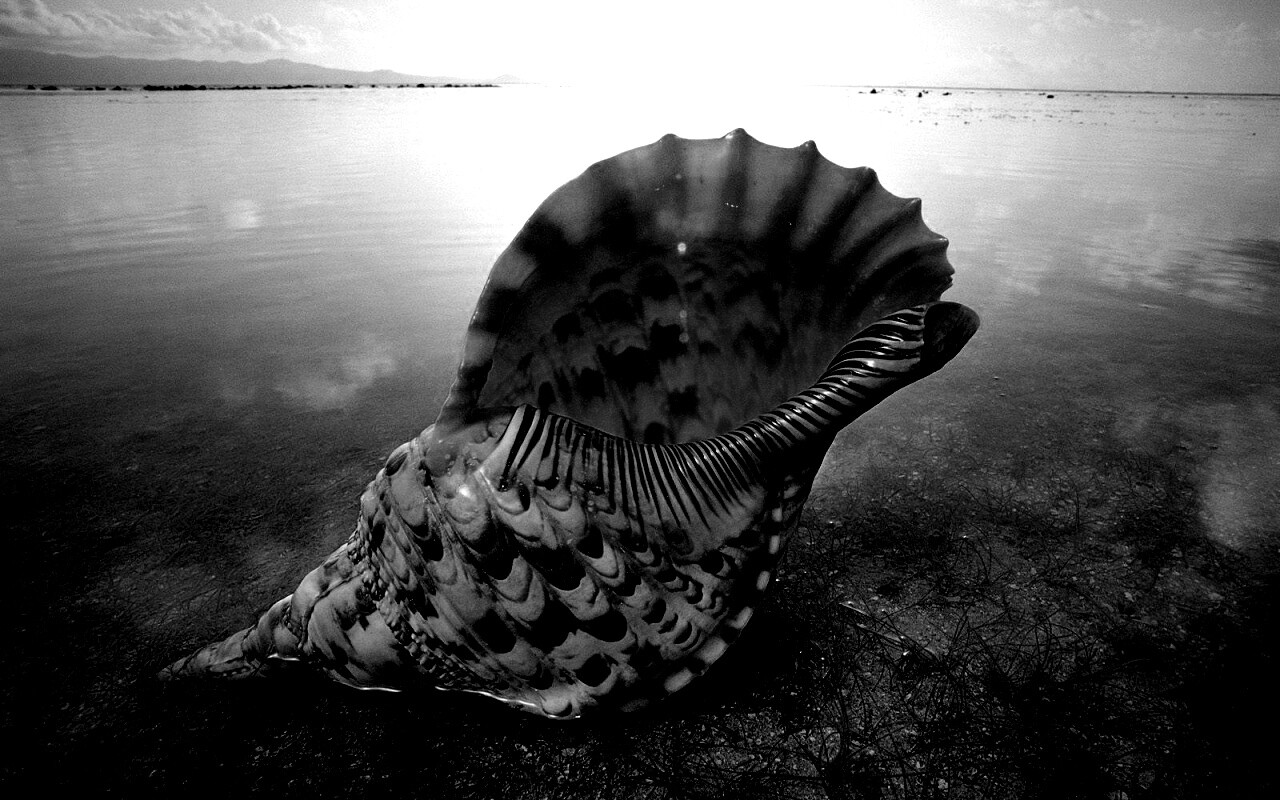 Морская раковина обои