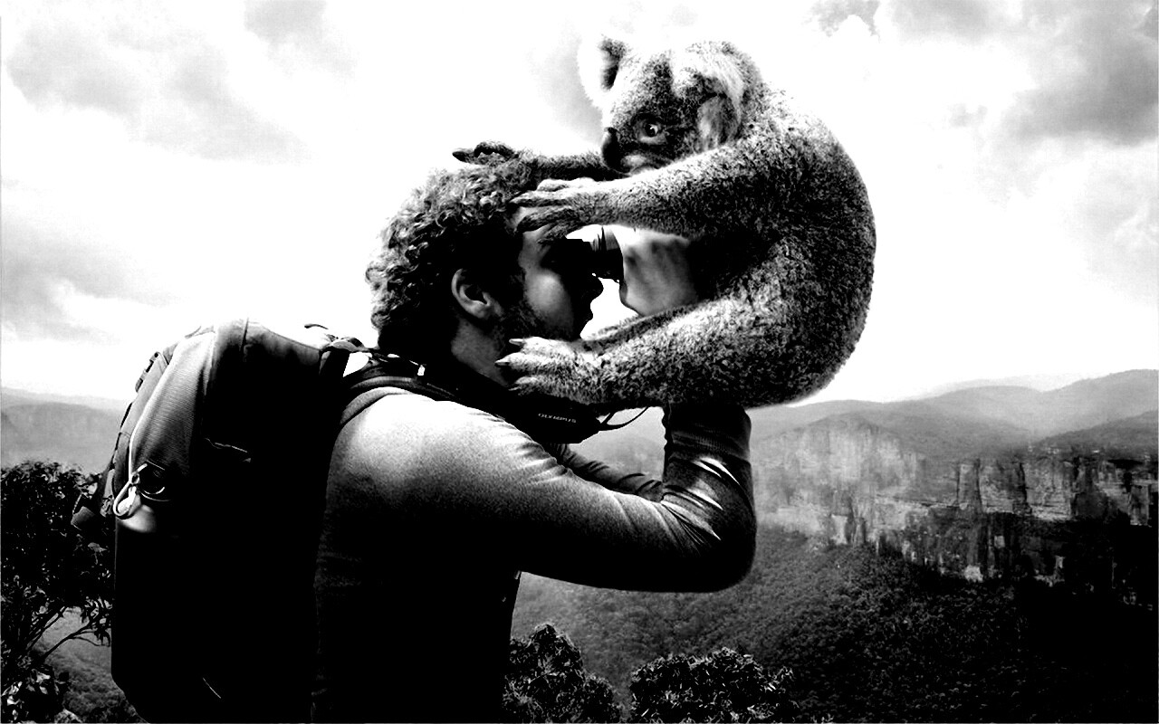 Коала ближе чем кажется обои