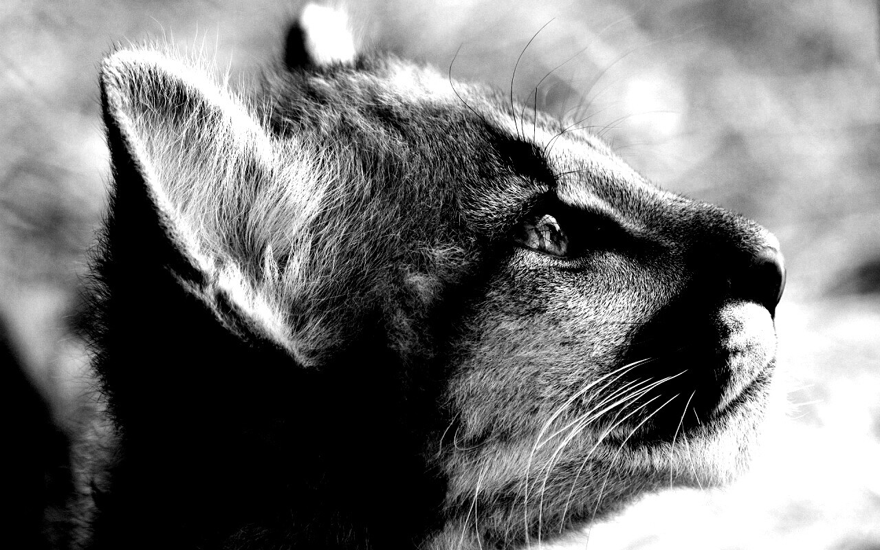 Оцелот смотрит вдаль обои