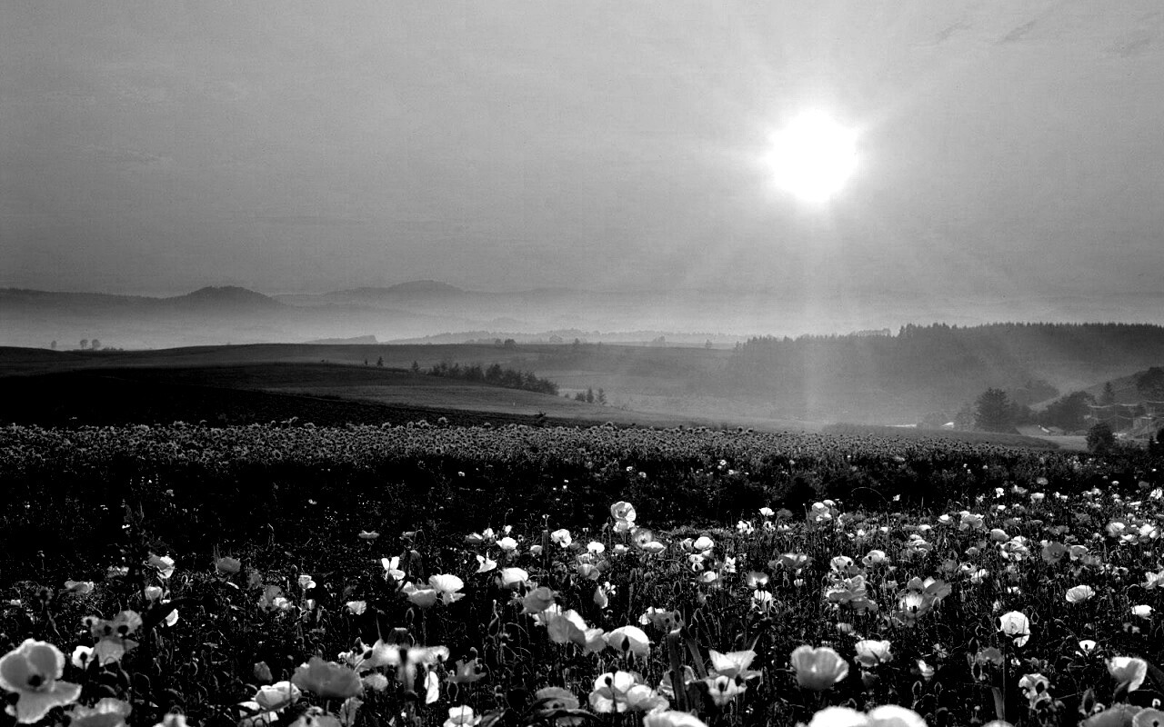 Цветущие поля обои