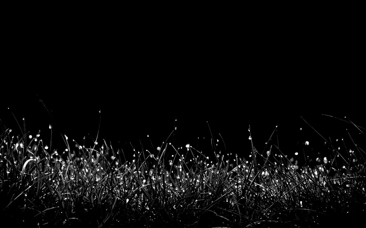 Трава после дождя обои