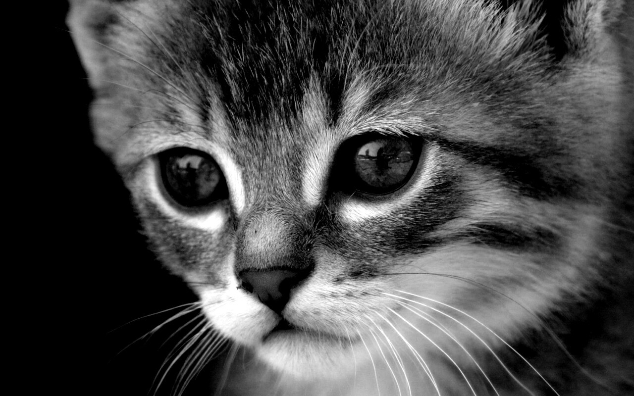 Мордочка котёнка обои