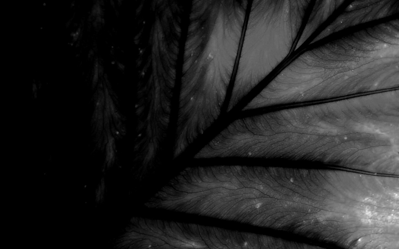 Макро фото листа обои