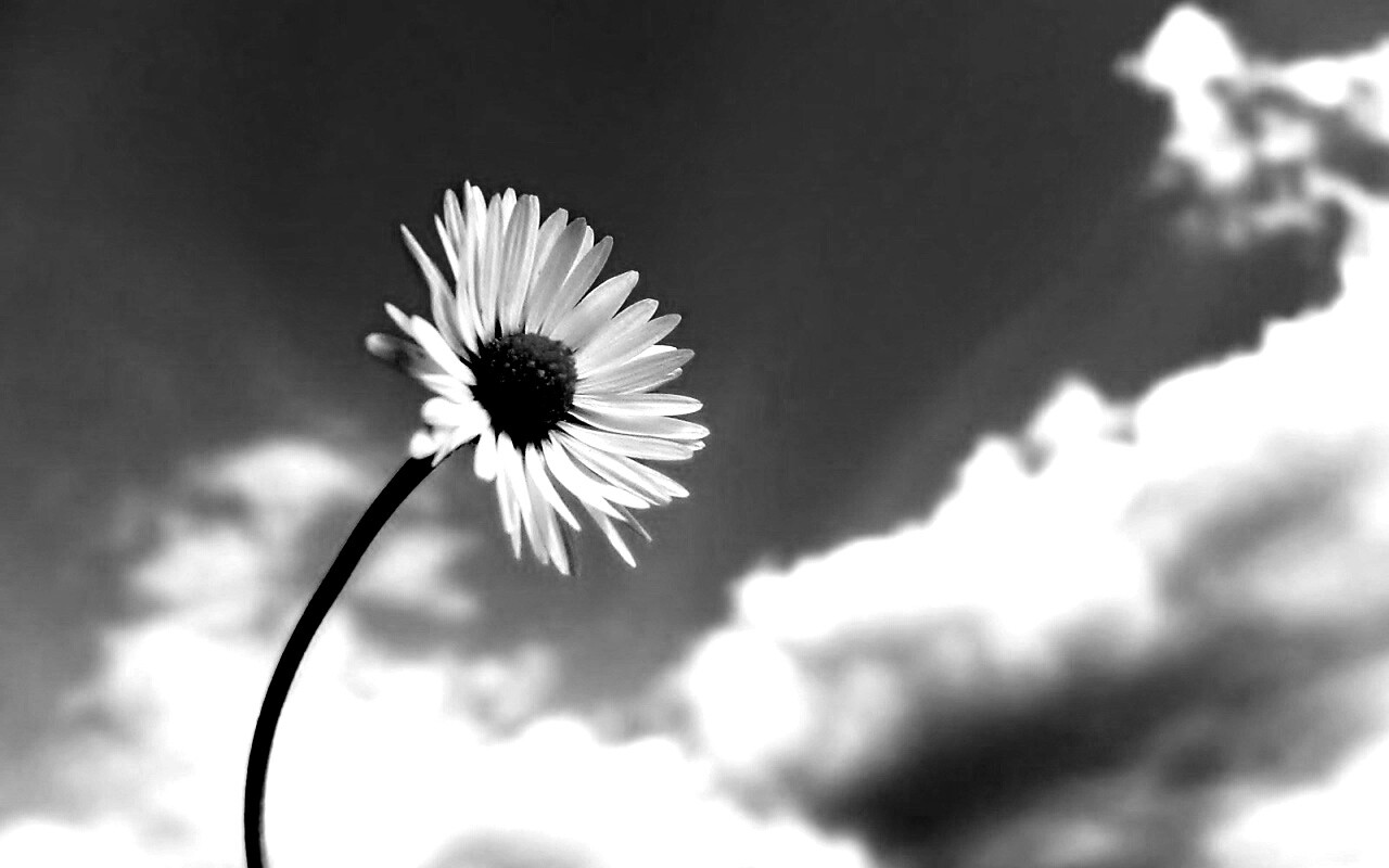 Ромашка на фоне неба обои