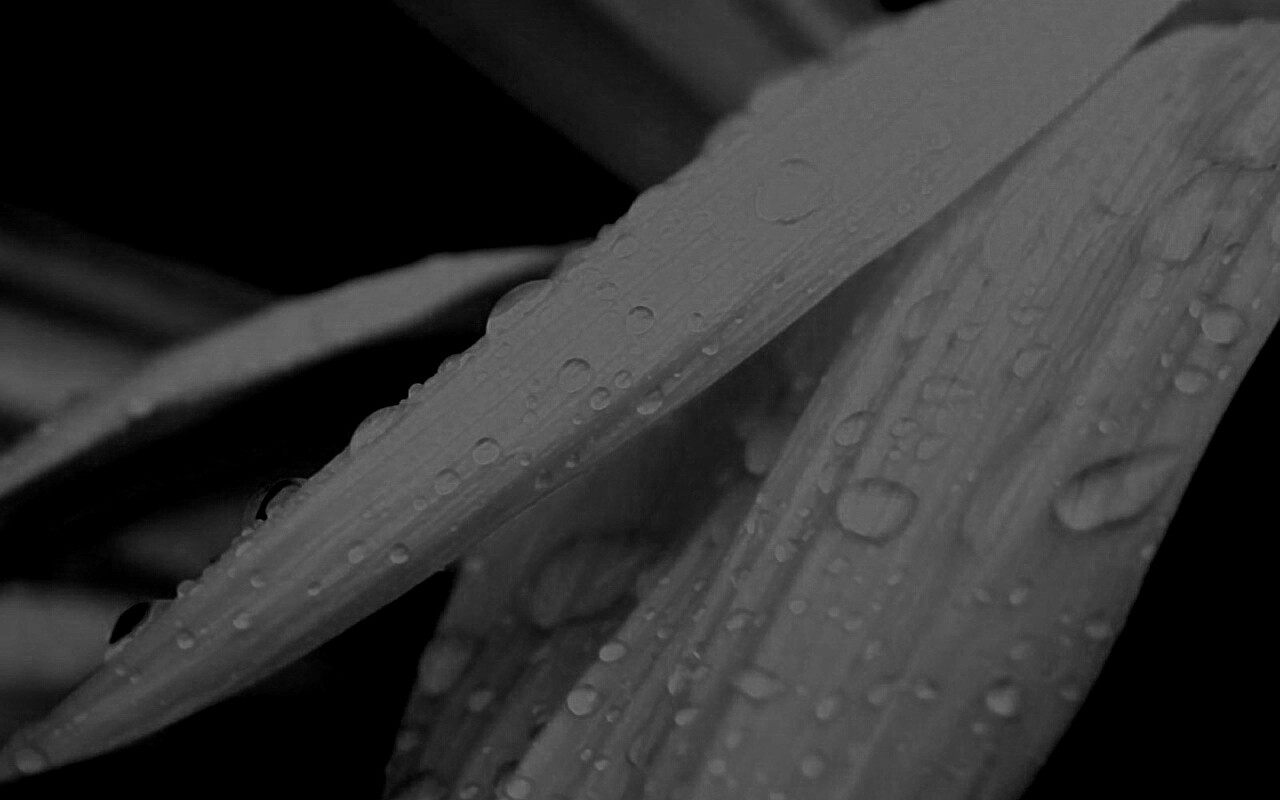 Капли на желтом лепестке обои