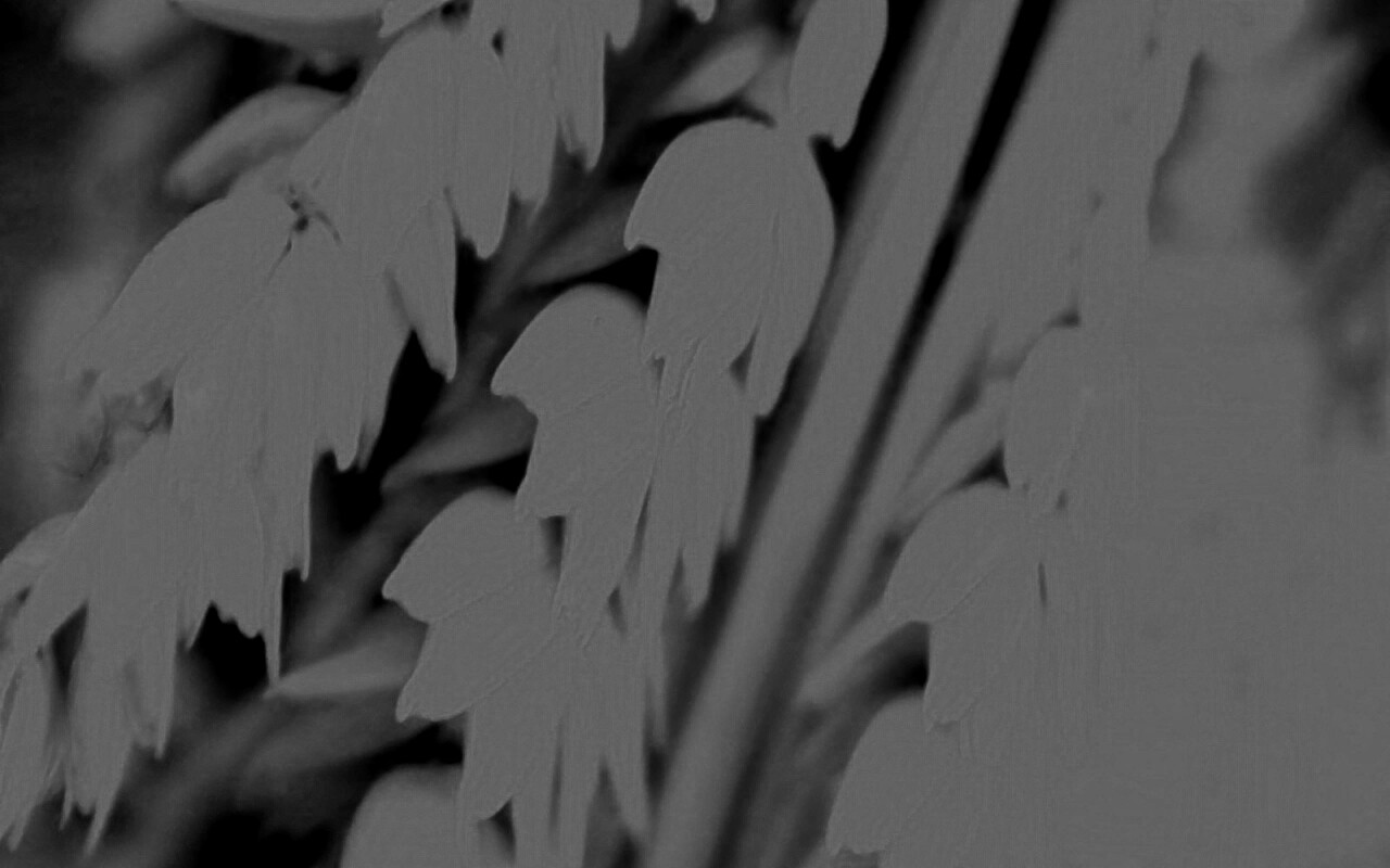 Оранжевое соцветие обои