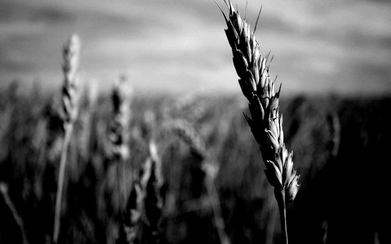 Колосок обои