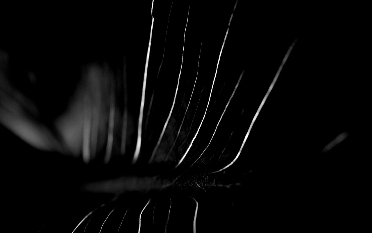 Широкий лист обои