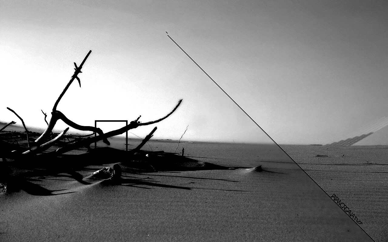 Сухостой в песках обои