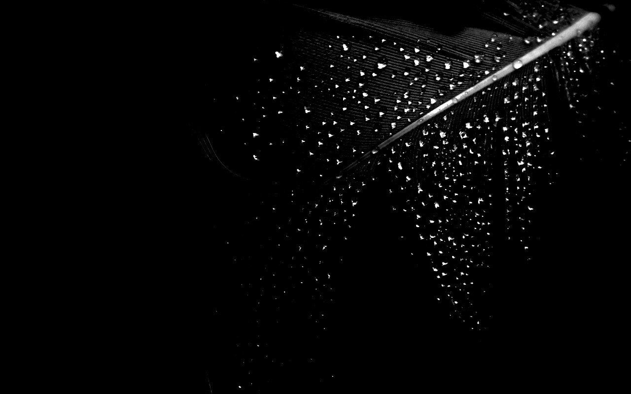 Капли на черном пере обои