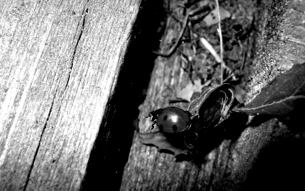 Божья коровка обои