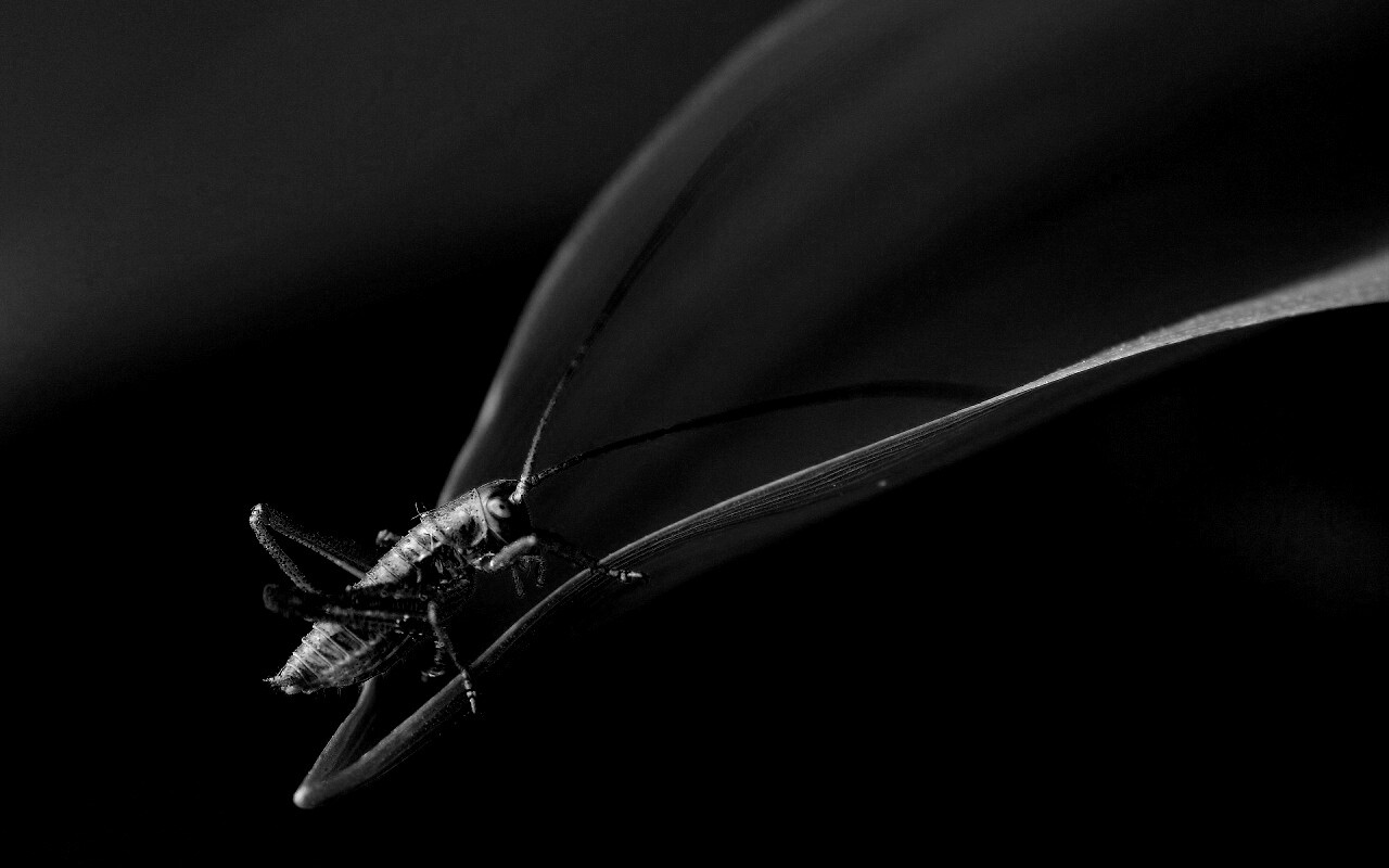 Кузнечик на листике обои