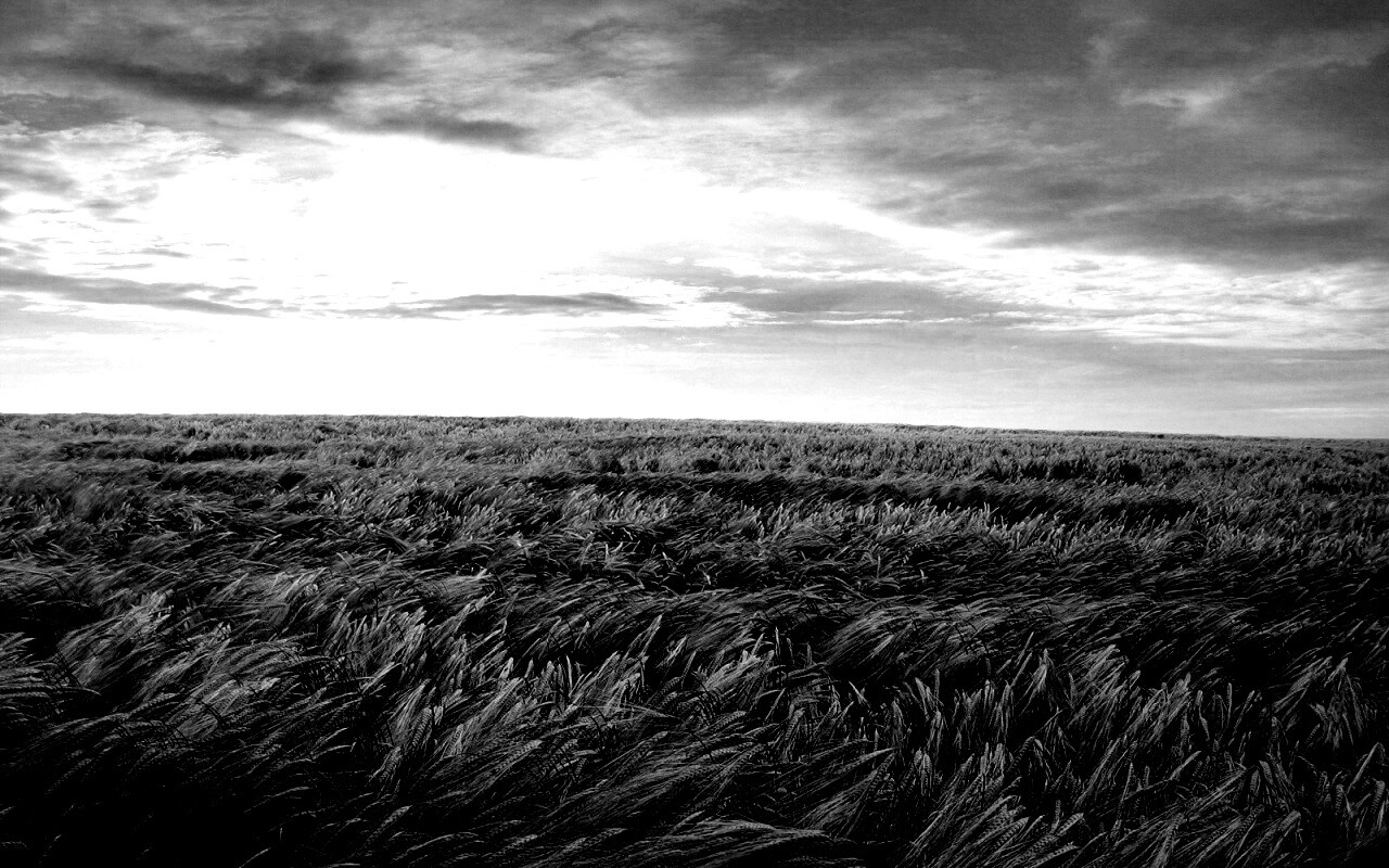 Море трав обои