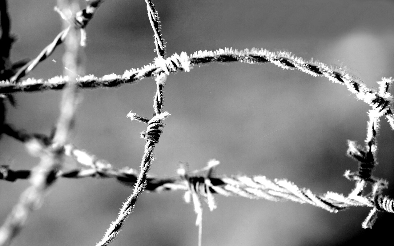 Замерзшая колючая проволока обои