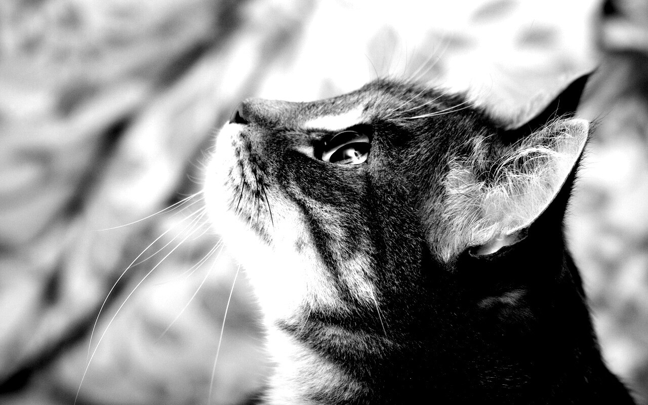 Котик смотрит верх обои