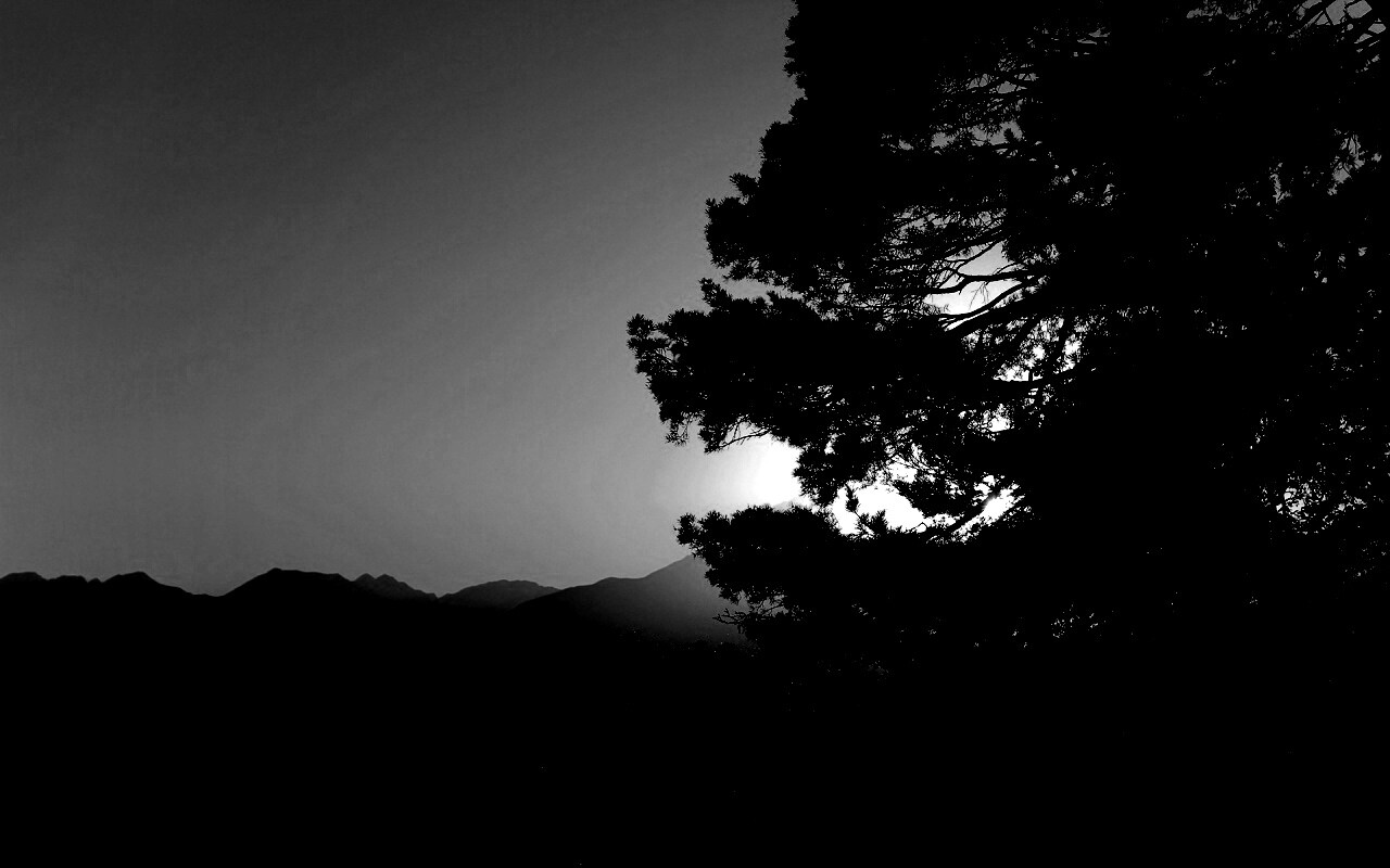 Силуэт дерева на закате обои