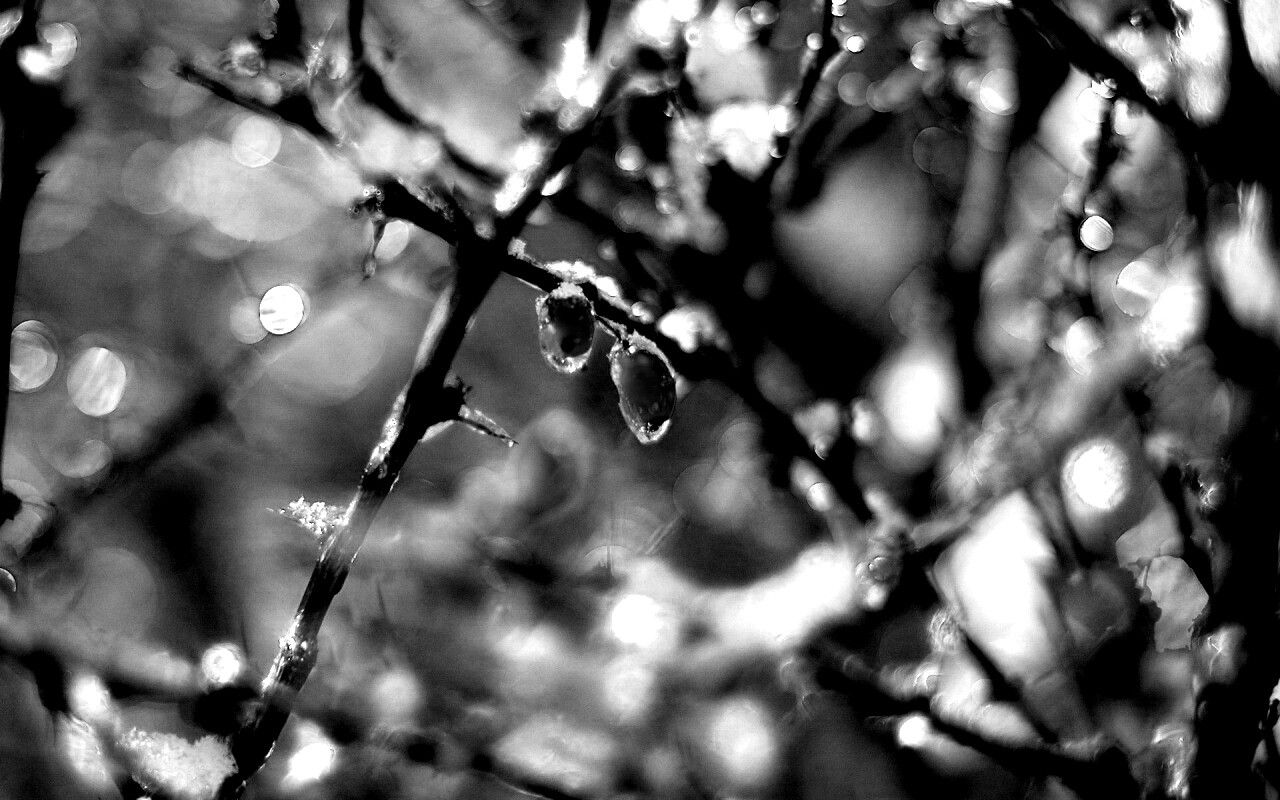 Замерзшие ягоды обои