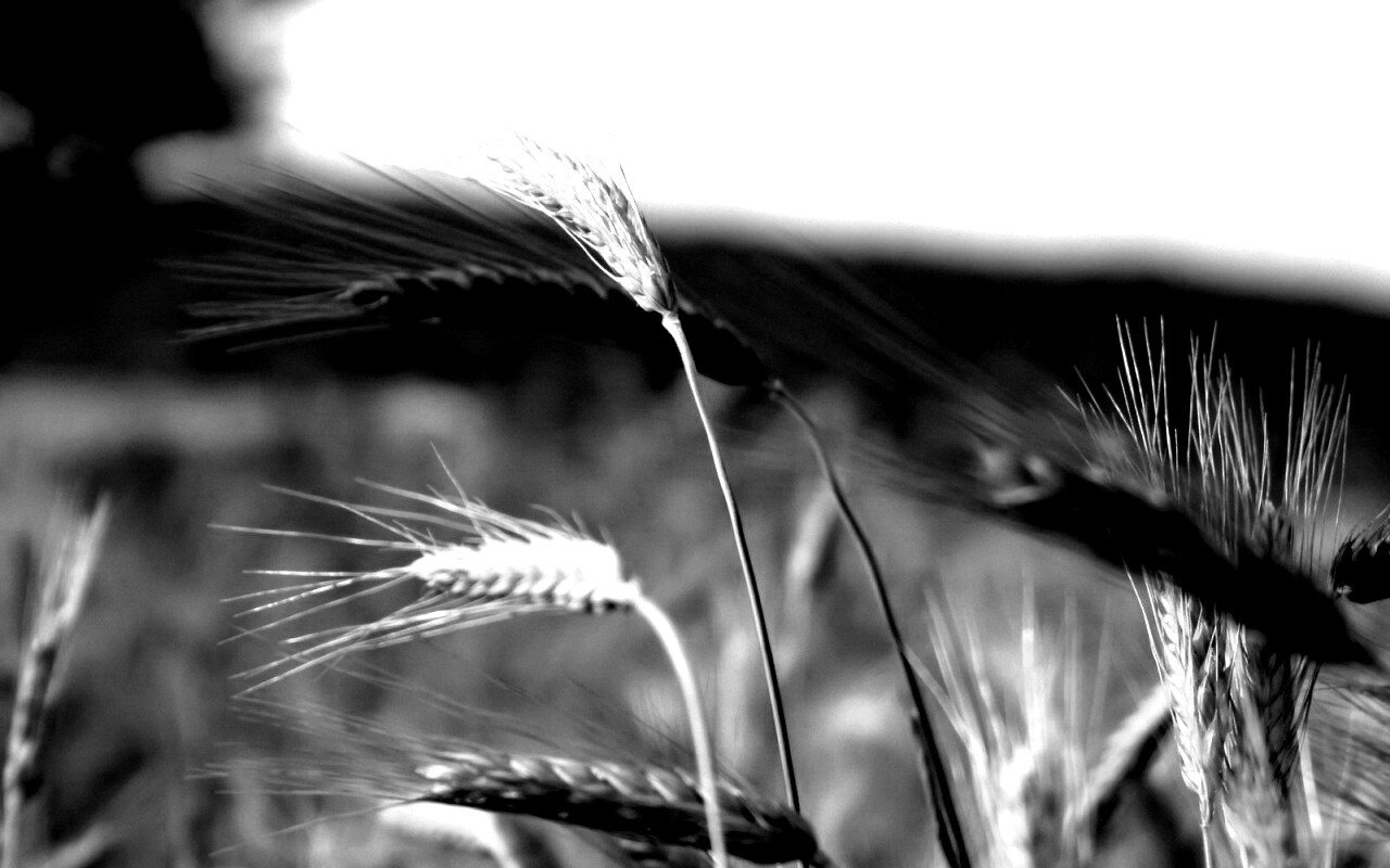 Колоски на ветру обои