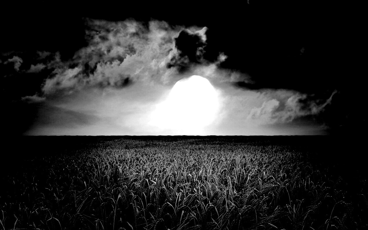 Закат над пшеничным полем обои