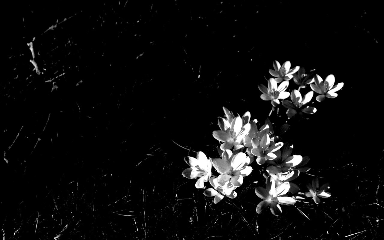 Фиалки на траве обои