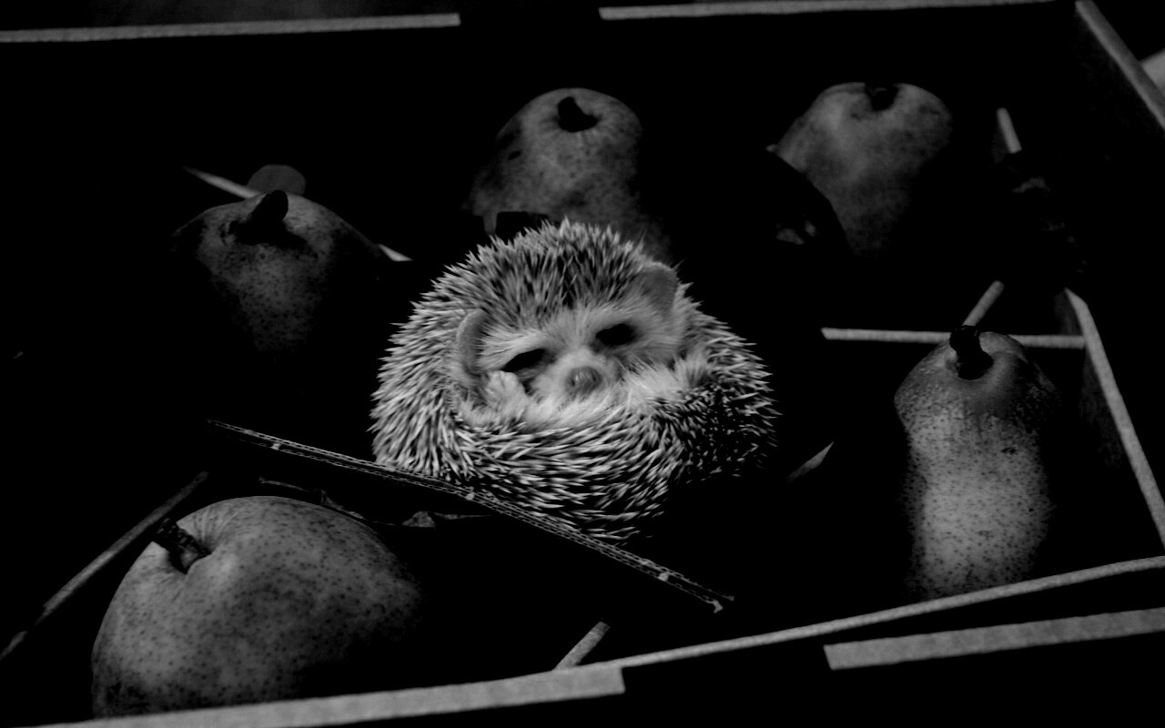 Ёжик в грушах обои