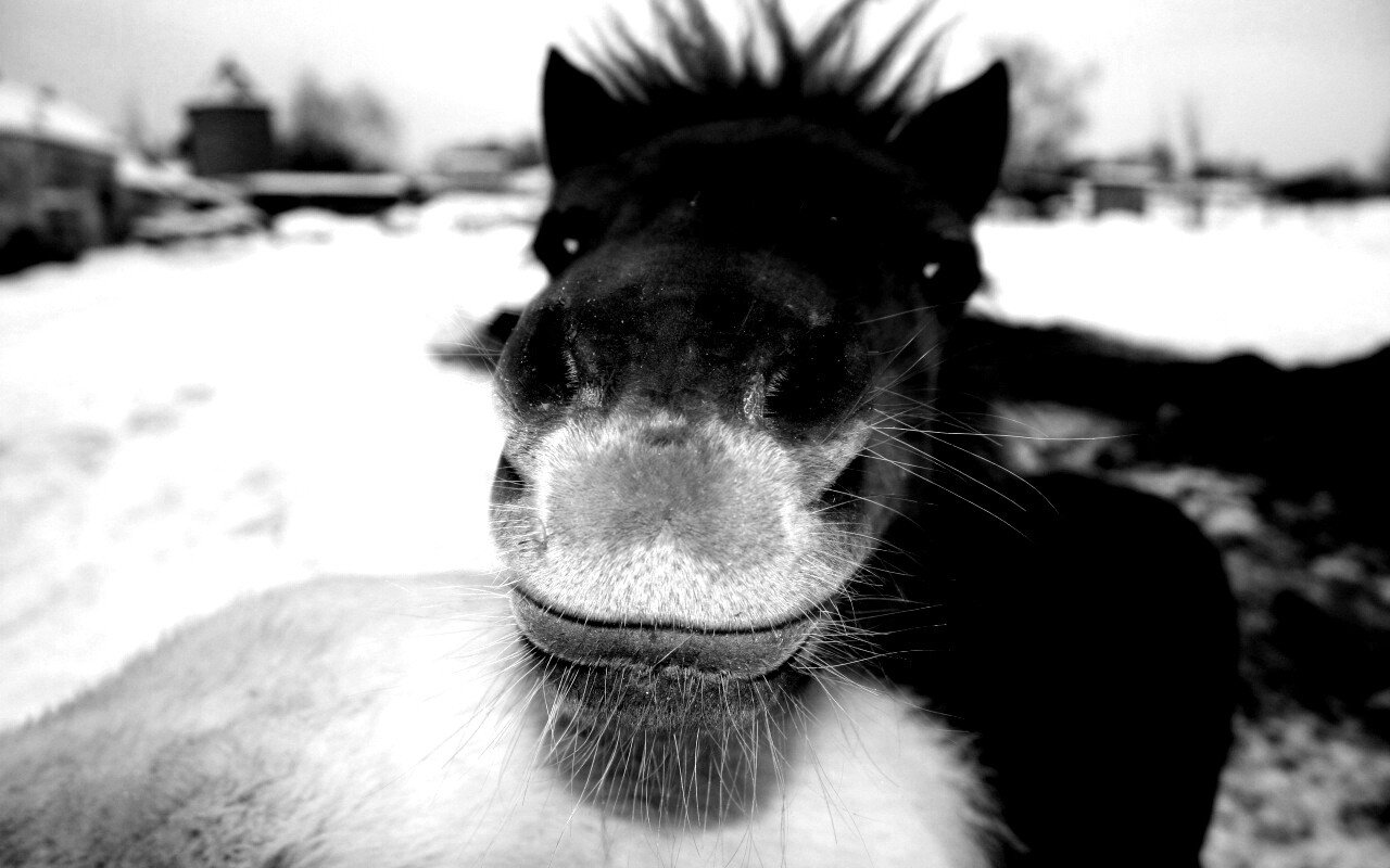 Морда пони обои