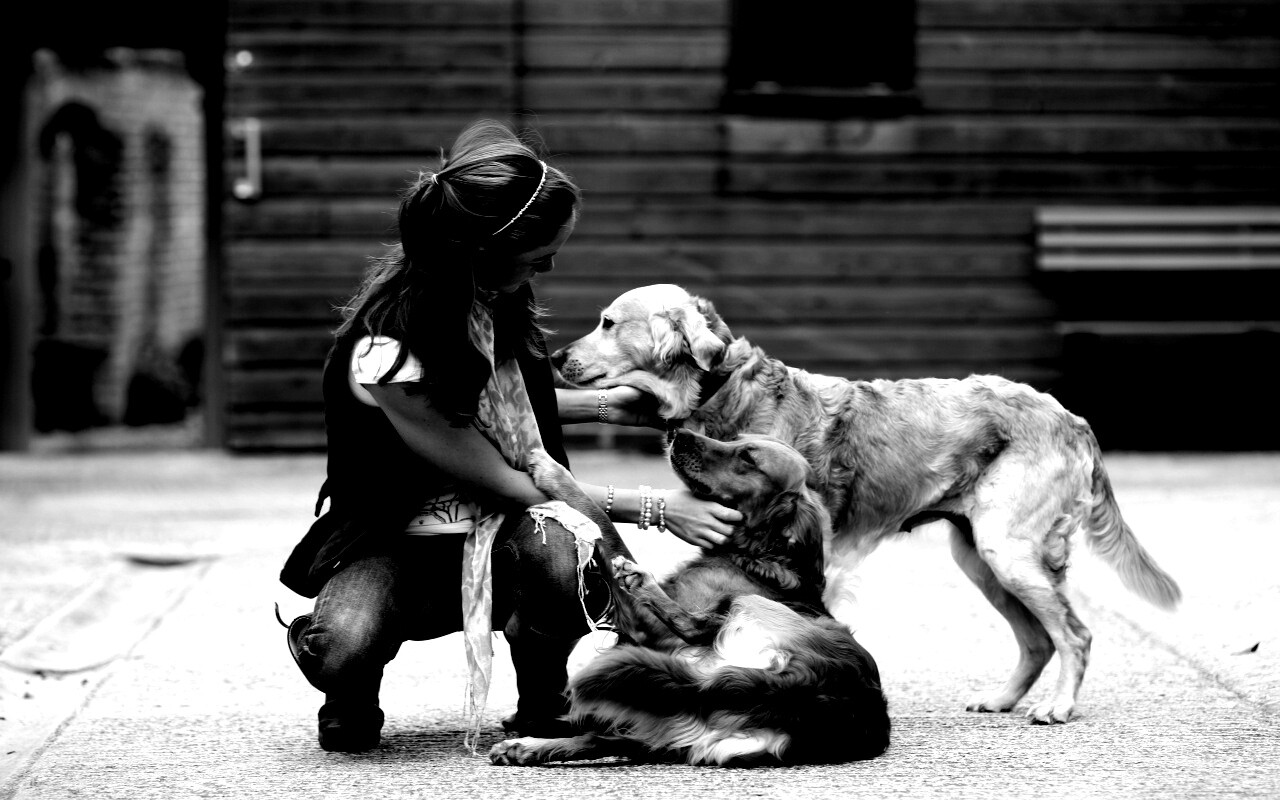 Девушка с собаками обои