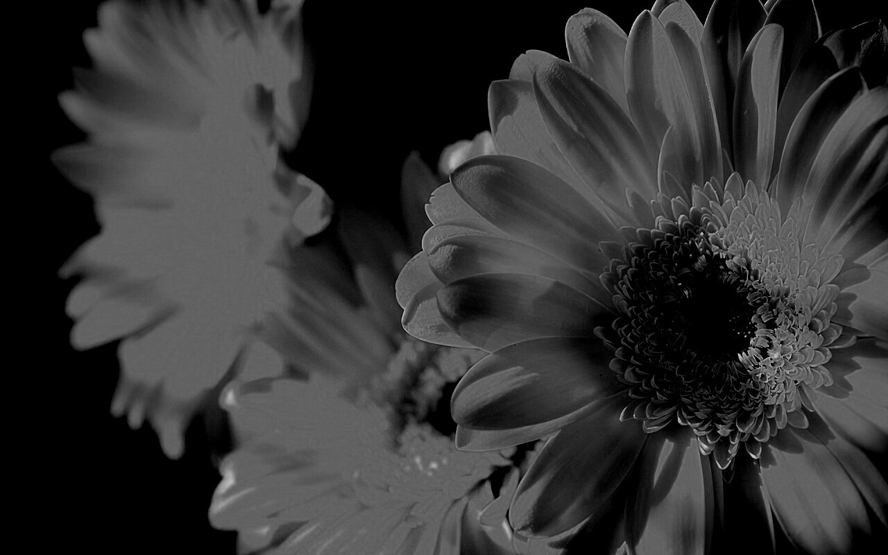 Желтый гербер обои