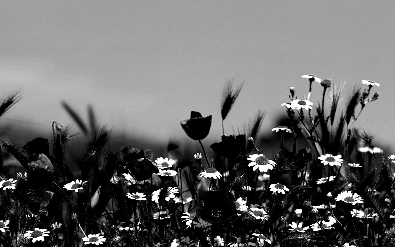 Цветы в поле обои