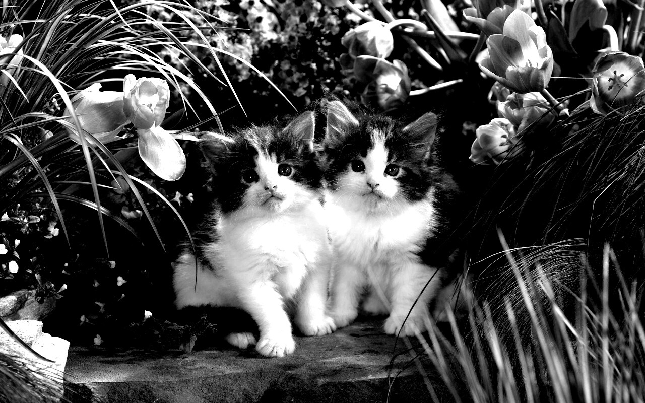 Котята в цветах обои