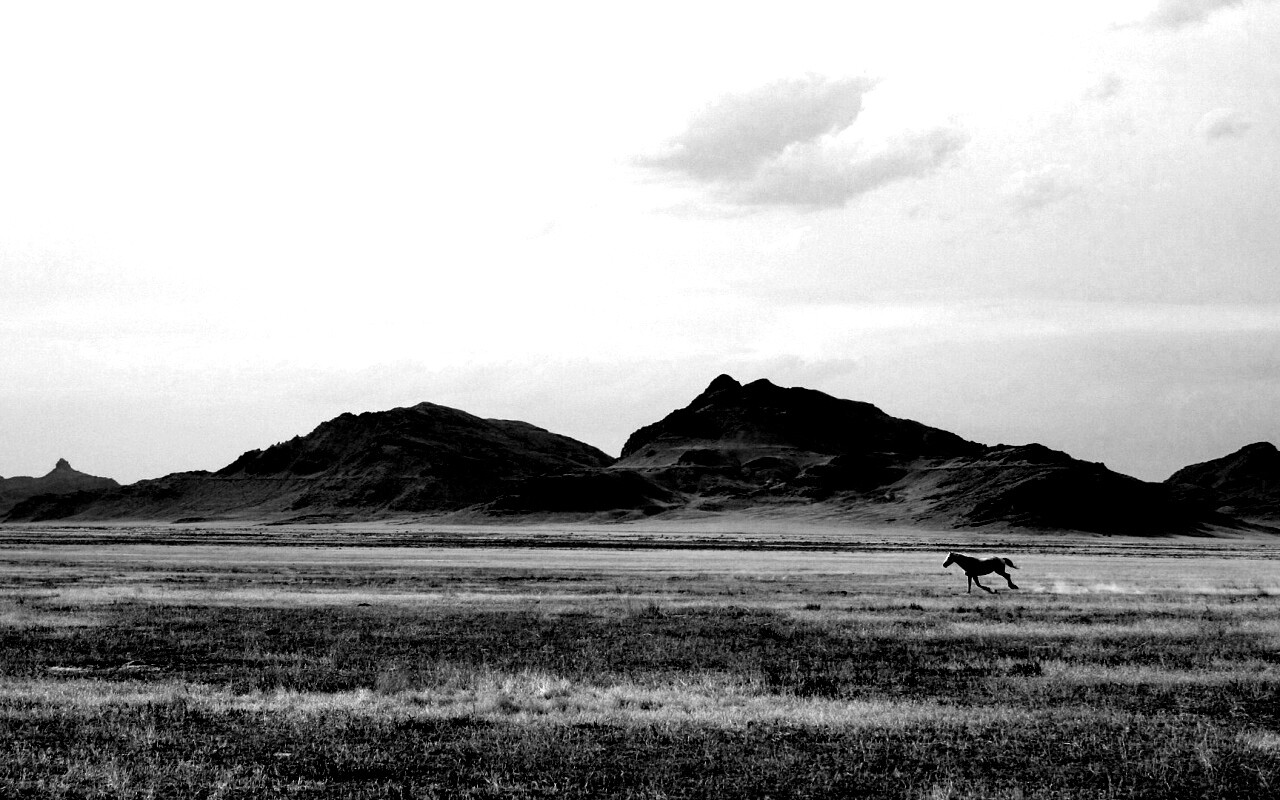 Мустанг в прериях обои