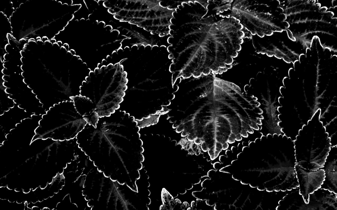 Красные листья обои