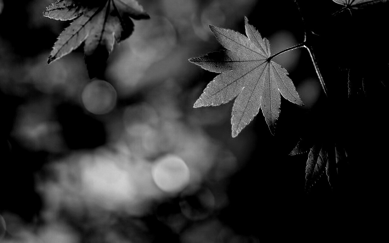 Осенние листья обои