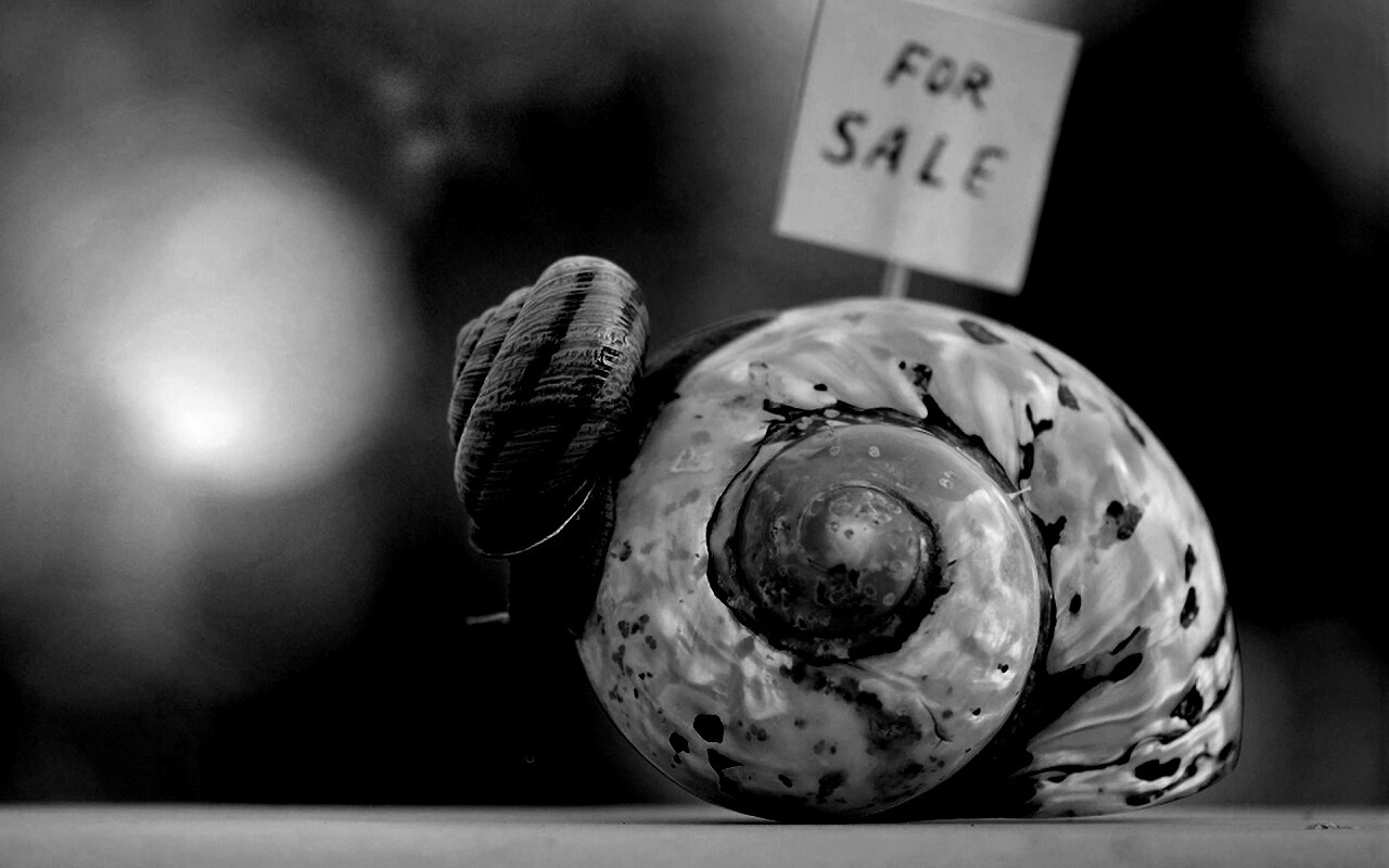 Улитка приматрвиает новый дом обои