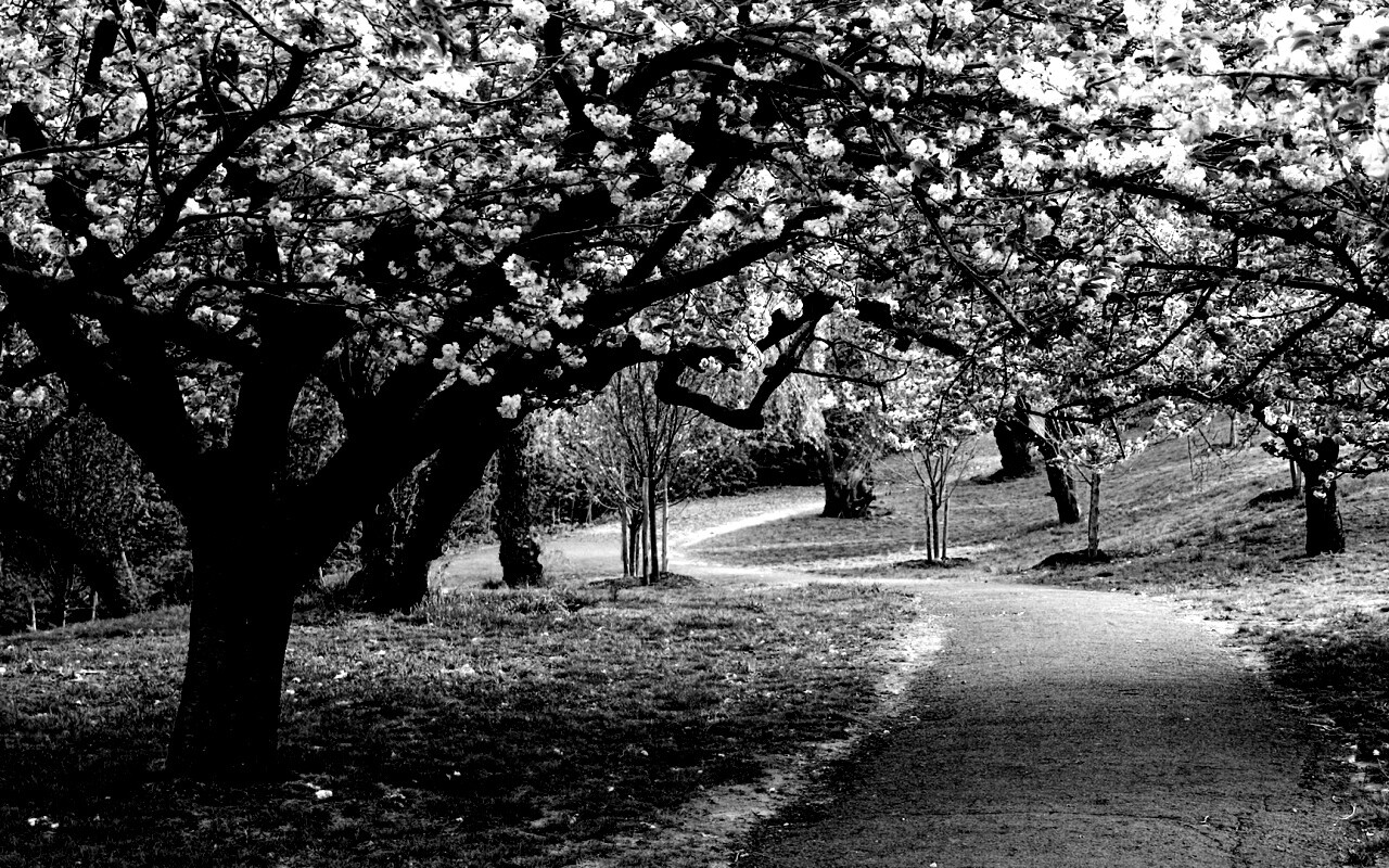 Дорожка между деревьями обои