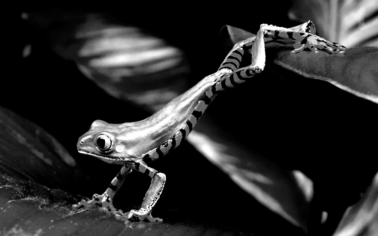 Лягушка переползает с листа на лист обои