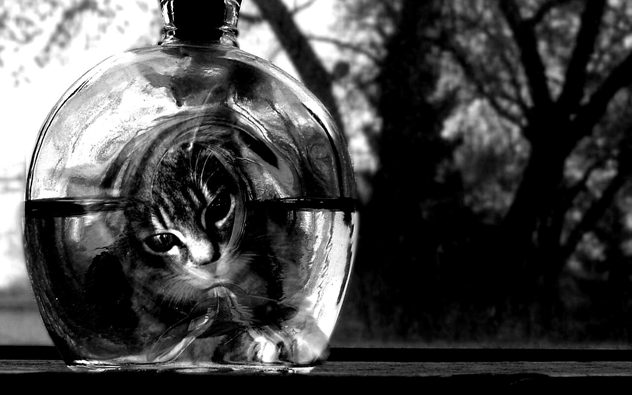 Кот наблюдает за рыбкой в бутылке обои