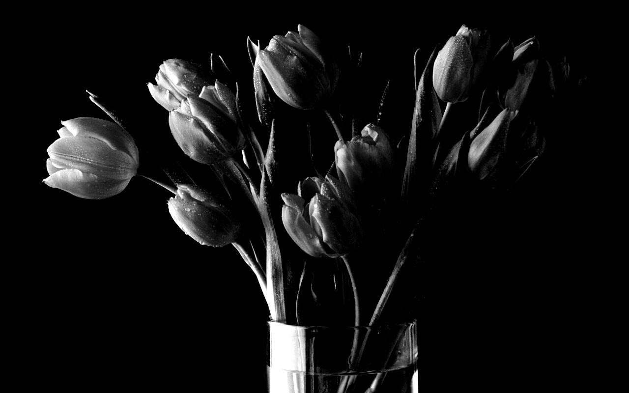 Букет тюльпанов обои