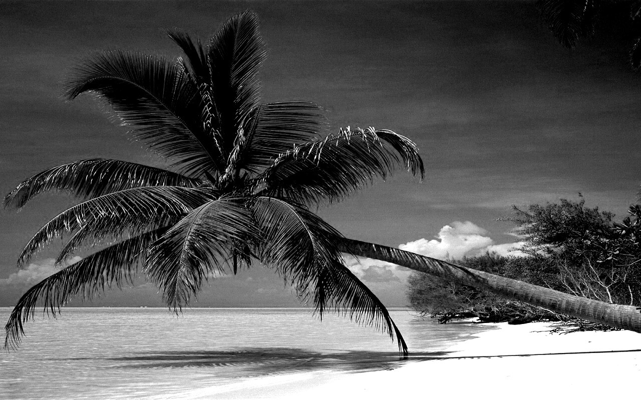 Пальма над водой обои