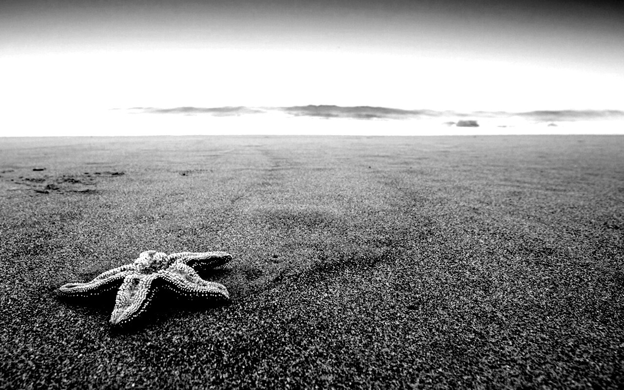 Морская звезда на бесконечном пляже обои