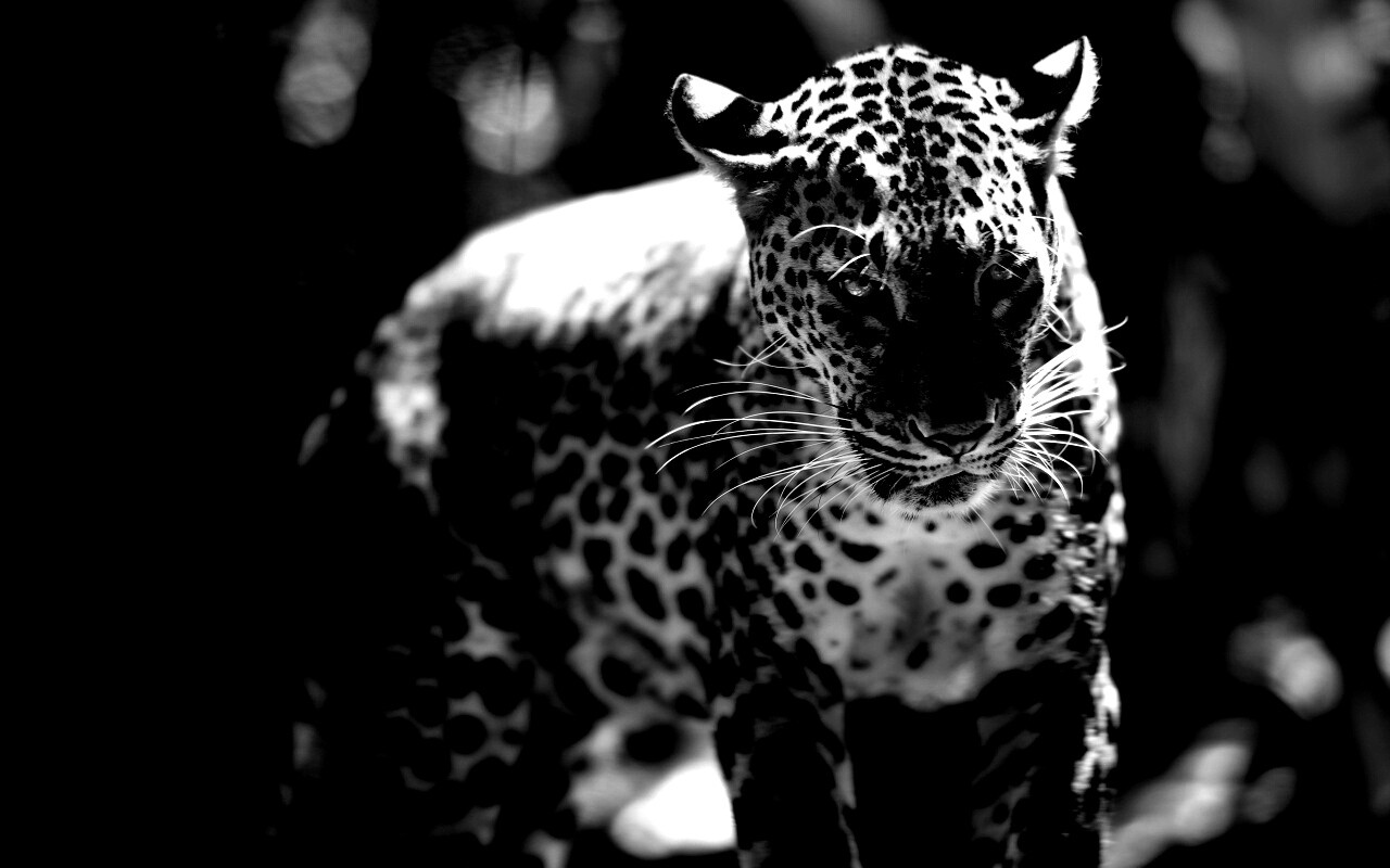 Леопард в сингапурском зоопарке обои