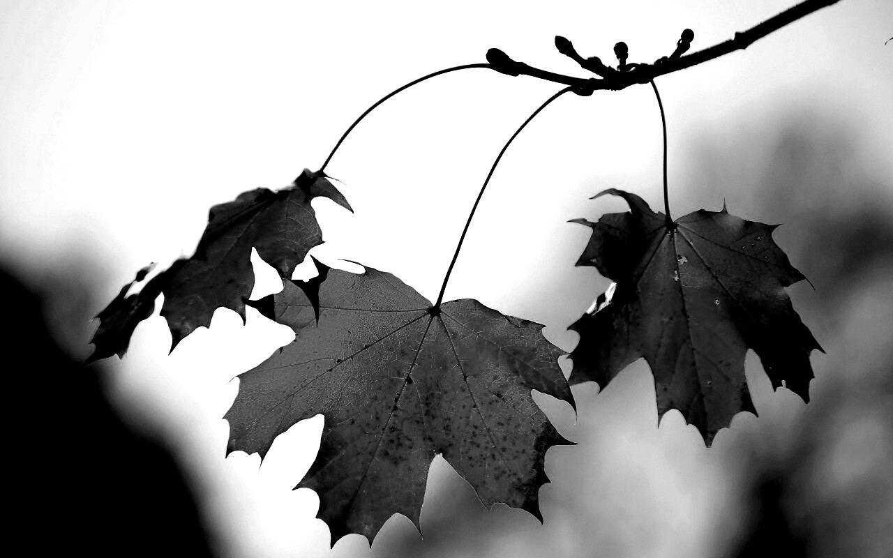 Покрасневшие листья клена обои