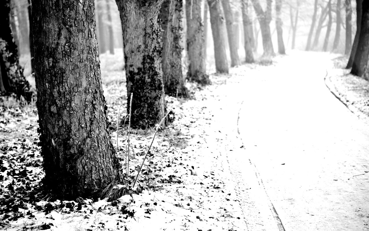 Дорога в зимнем лесу обои