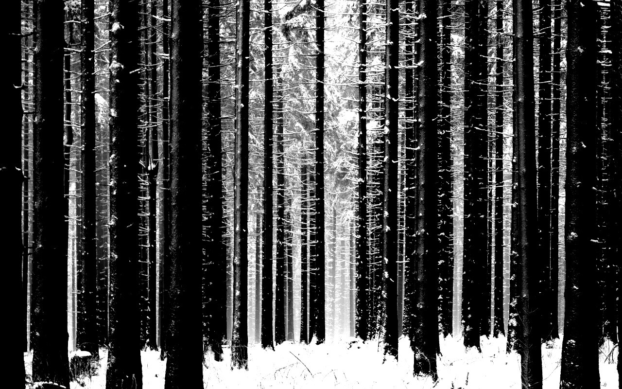 Зимний лес как штрихкод обои