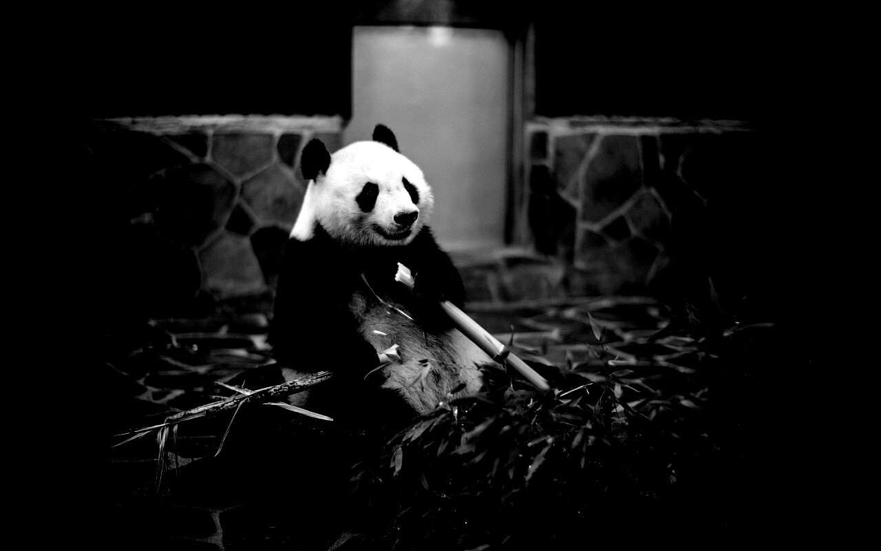 Панда точит бамбук обои