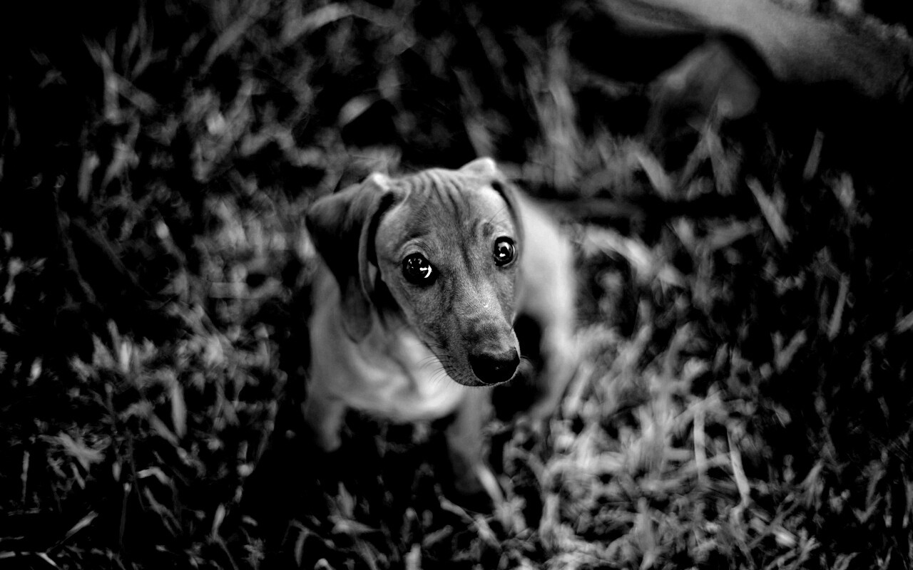 Маленькая милая такса обои